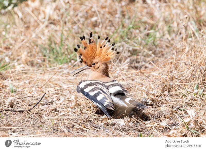 Eurasian Hoopoe showcasing its crest in natural habitat eurasian hoopoe bird feathers beak avian wildlife nature close-up ornithology sunny dry grass brown