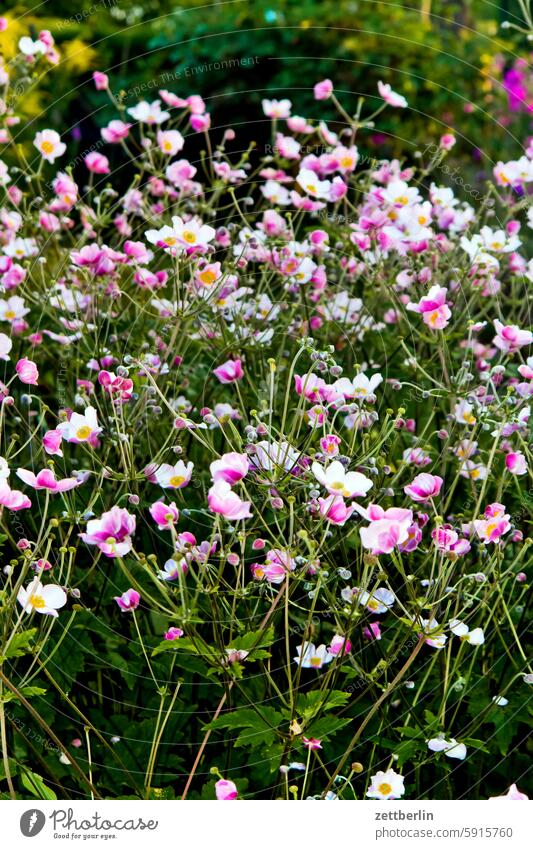 More autumn anemones (Xavier's favorite flowers) Branch Tree blossom Blossom Relaxation holidays Spring Garden Hedge Chinese Anemone Sky allotment