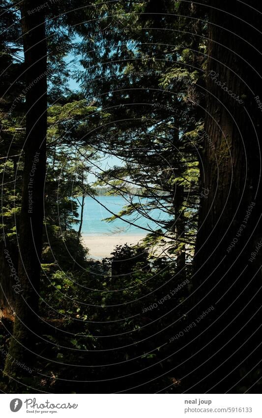 View of the turquoise sea in Canada framed by coniferous forest Nature Forest Ocean coast Beach bank Sandy beach Untouched Lonely Landscape Tourism