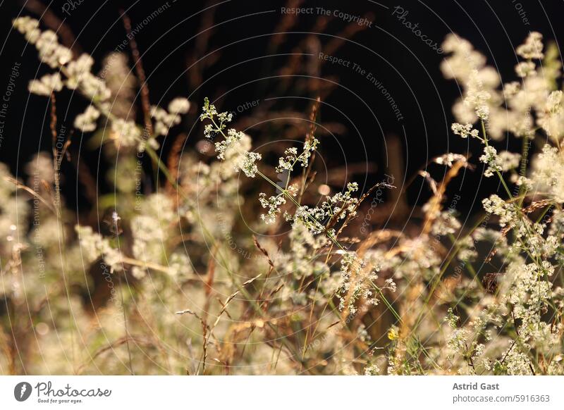 Grasses, plants and flowers in a field backlit by the evening sun grasses Plant Meadow Field Sun Back-light Sunlight Evening Sunset evening light Evening sun