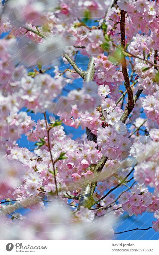 white and pink cherry blossoms on various branches White Pink pastel Blossoming Lovely romantic Spring Cherry blossom petals Romance Nature Delicate naturally