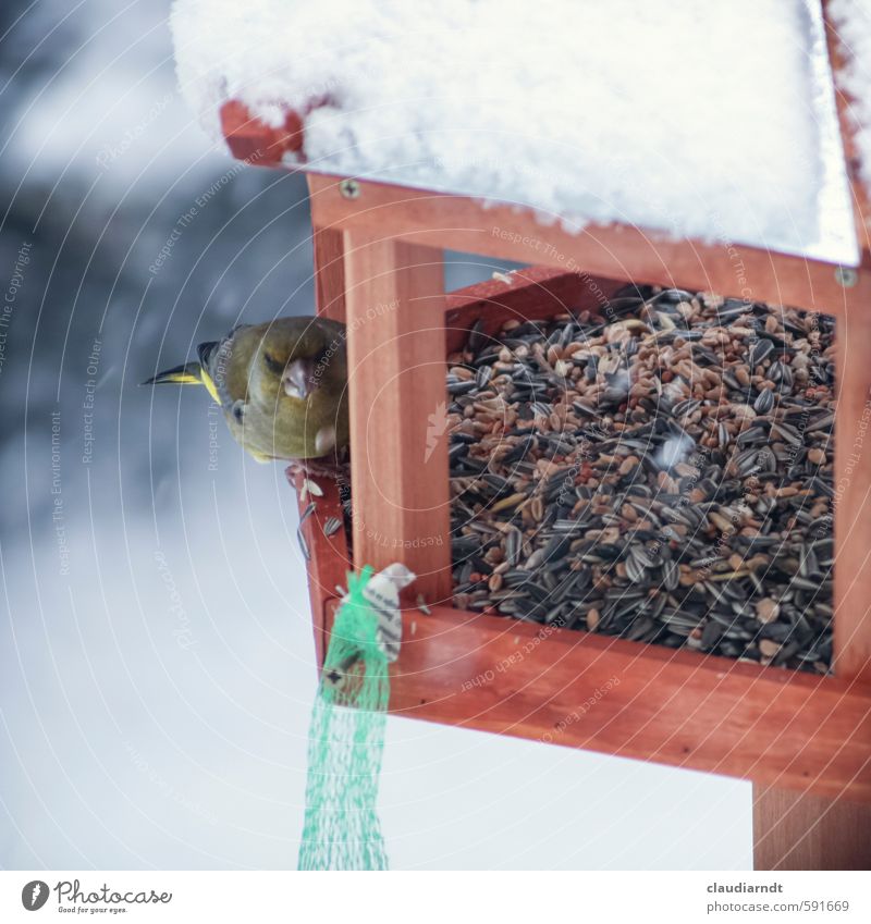 Snack in the snow Garden Animal Winter Ice Frost Snow Snowfall Wild animal Bird Green finch 1 To feed Feeding Nature Birdhouse Finch Love of animals Observe