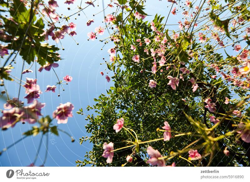 Autumn anemones in front of a cherry tree from a frog's perspective Branch Tree blossom Blossom Relaxation holidays spring Spring Garden Hedge Chinese Anemone