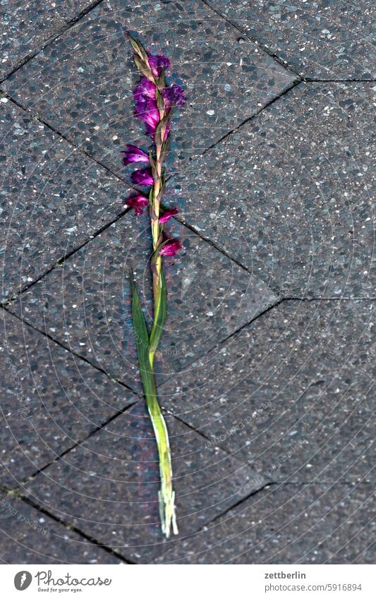 Gladiolus on the sidewalk Flower Blossom inflorescence Sidewalk Individual found off walkway slab Gift Gladiole token of love Forget Doomed