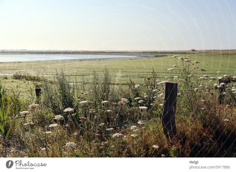 at 7 o'clock in the morning at Hauke Haien-Koog... North Frisland Schleswig-Holstein Landscape Nature Morning morning mood Meadow Plant Fence Wooden stake