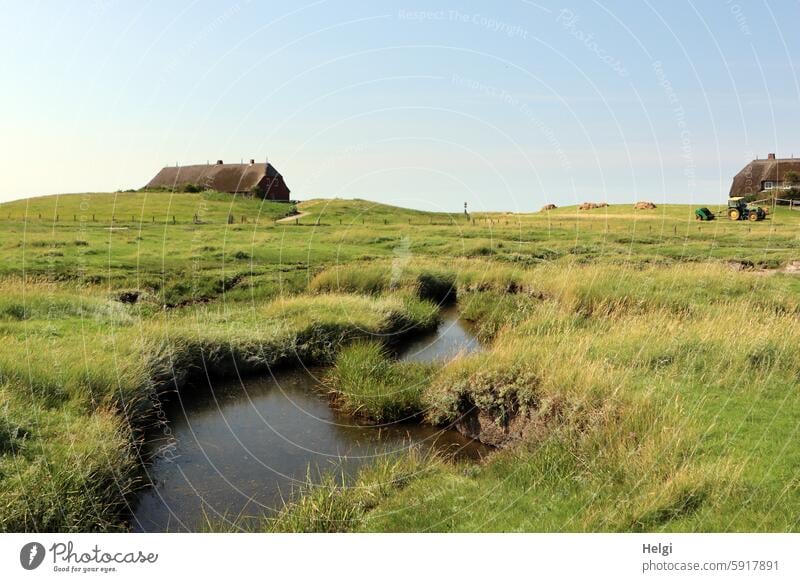 a tideway in the salt marshes of Hallig Gröde, in the background two houses with thatched roofs Salt meadow Tideway reverberant House (Residential Structure)