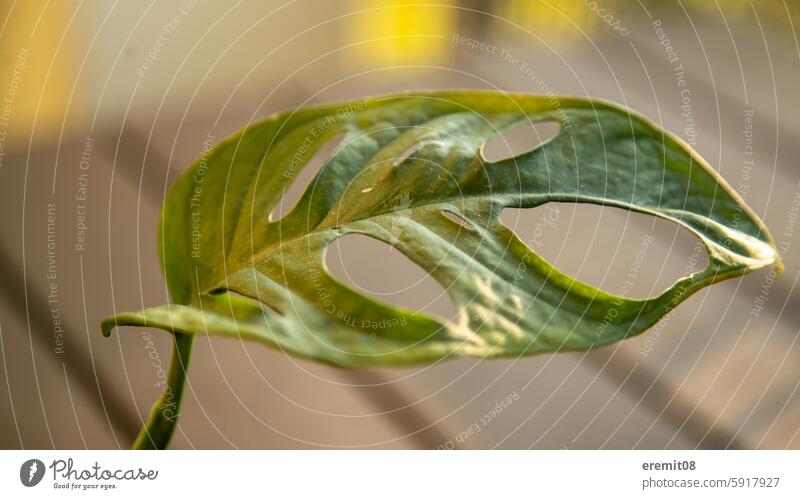 Monkey leaf monster adansonii monkey leaf Window sheet Monstera Green Houseplant Tropical Plant Foliage plant holes leaves foliage Sun Sunset Close-up