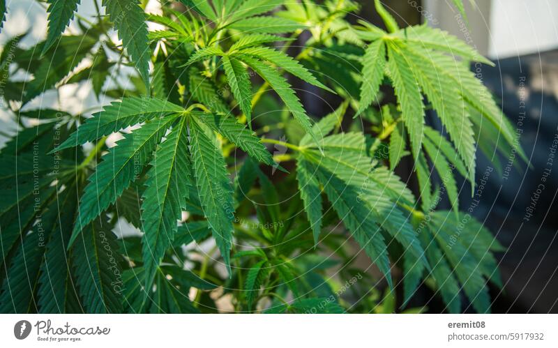 Leaves of the hemp plant Hemp Cannabis drugs Plant extension own harvest 420 Marijuana leaves Rasta Rastafari Dopehead smoke pot legalization