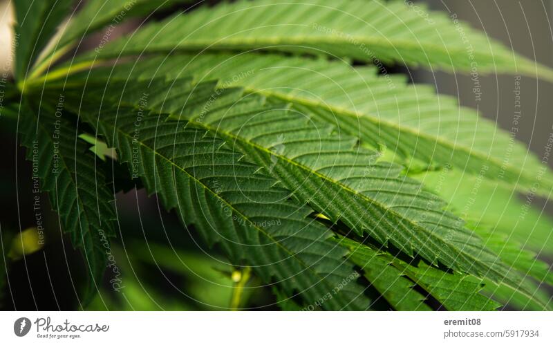 Hemp cannabis leaf close-up Cannabis Marijuana Leaf foliage leaves 420 Grass drugs luminescent Sun wax Green Plant fibre plant Flax legalization law Bubatz