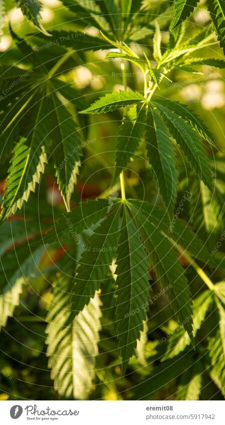 Leaves hemp plant Hemp Cannabis legalization 420 421 Hemp leaf Rasta Rastafari Sun Summer Harvest homegrowing extension drugs Permission Balcony extension Plant