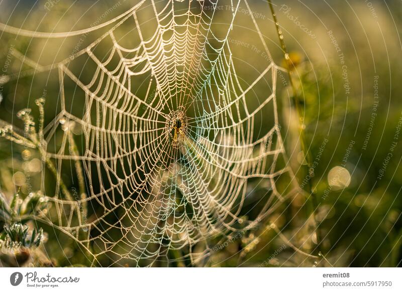 Spider web with spider in the morning with dewdrops Dew dew drops Morning Sunrise Asia Mongolia Mongolian Steppe warm Back-light Damp Grass Field Meadow Yellow