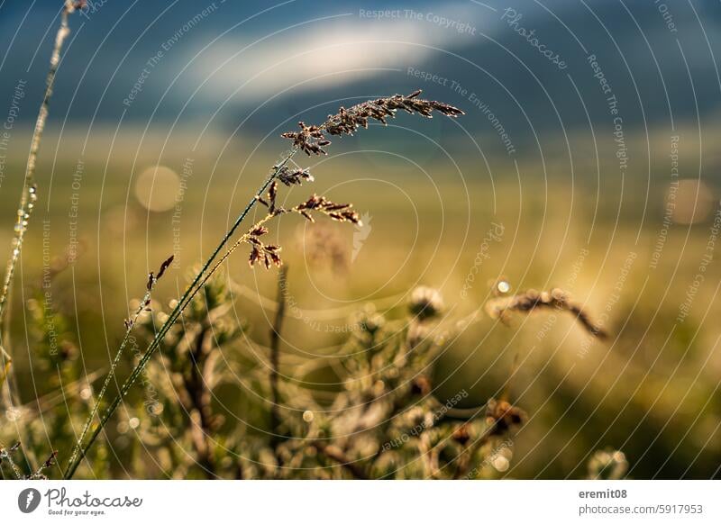 Grassland close-up Mongolian steppe Grain Ear of corn Back-light romantic idyllically Sunrise Sámen spiderweb warm Warmth Summer Asia exempt Close-up background