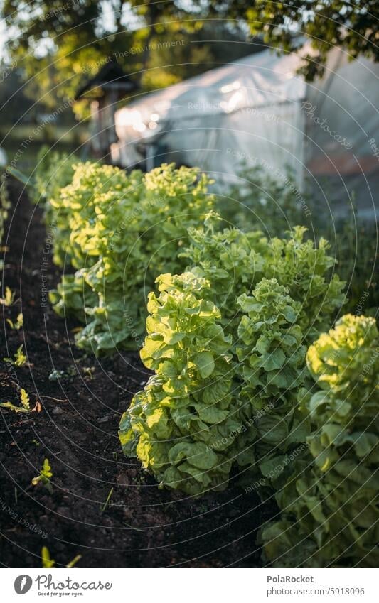 #A0# Organic lettuce Organic produce Biology organic Organic farming Biological biodiversity wax Farm Extend Lettuce Green Agriculture Exterior shot Nutrition