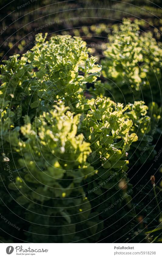 #A0# Organic lettuce Organic produce Biology organic Organic farming Biological biodiversity wax Farm Extend Lettuce Green Agriculture Exterior shot Nutrition