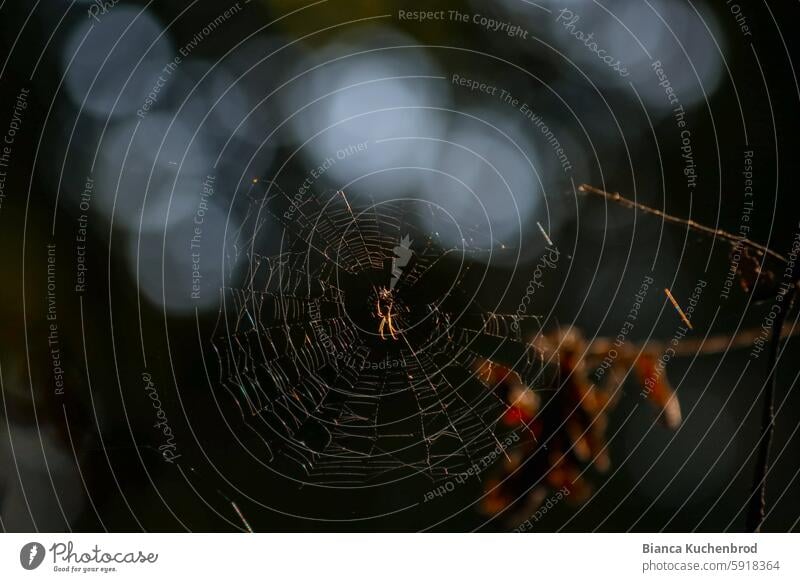 Golden spider illuminated by the evening sun in a spider's web with bokeh in the background Spider Sunset golden golden light sunset golden hour Sunlight Nature