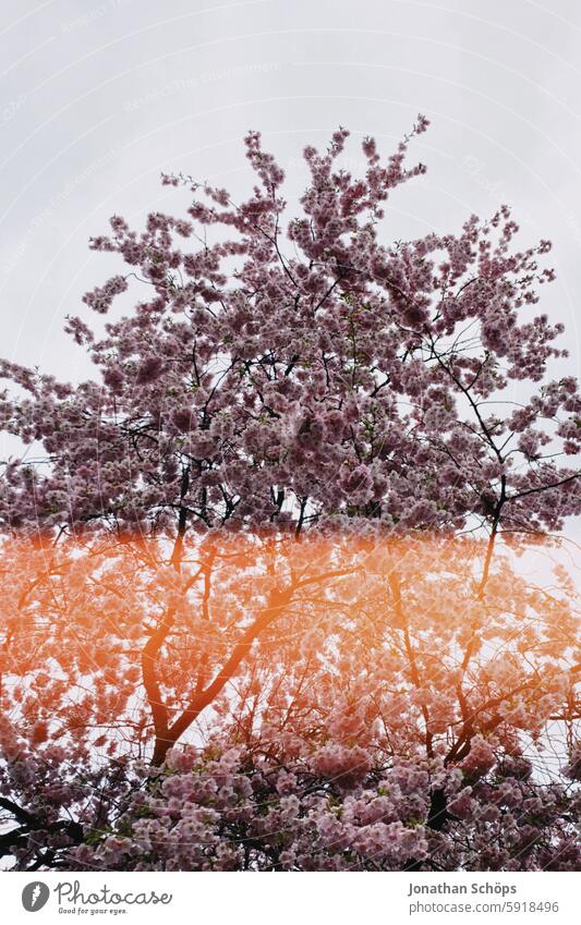 pink flowering cherry tree with lightleak Cherry tree Blossoming Pink Analog Retro vintage Tree Nature Cherry blossom Spring Colour photo Exterior shot Plant