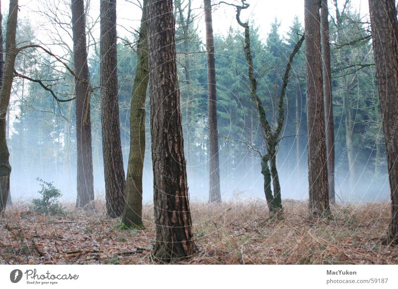Fog of horror... Forest Tree Creepy Fear