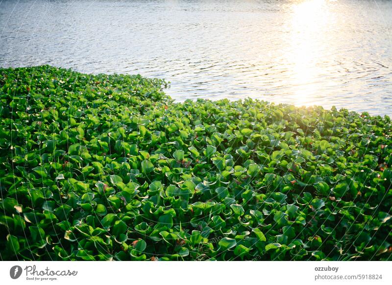 Reflection of sunlight in the river with a collection of water hyacinth plants nature horizontal no people outdoors leaf growth beauty in nature summer