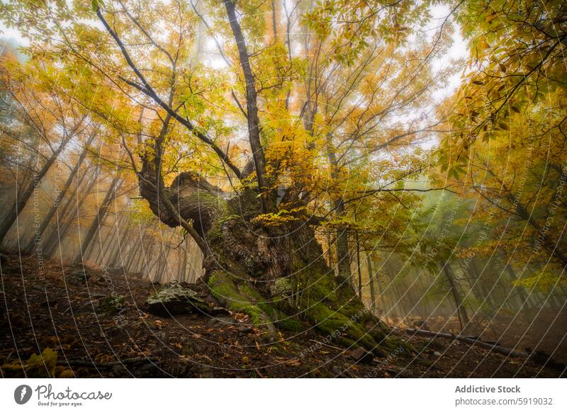 Majestic chestnut tree in misty autumn woodland fog forest yellow leaves serene scenery nature vibrant season colors fall tranquil outdoors wilderness beauty