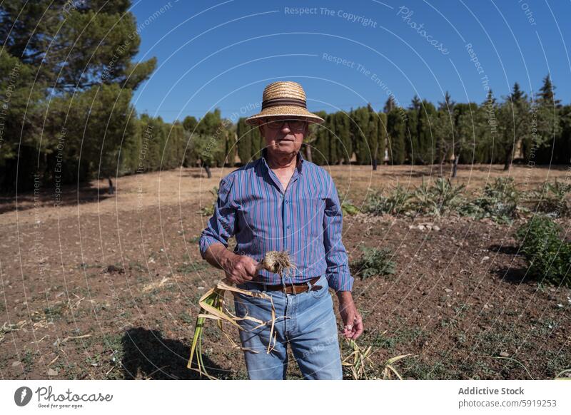 Elderly farmer holding garlic in a rustic field elderly man hat straw display harvest agriculture rural outdoor sunny nature plant crop cultivation food organic