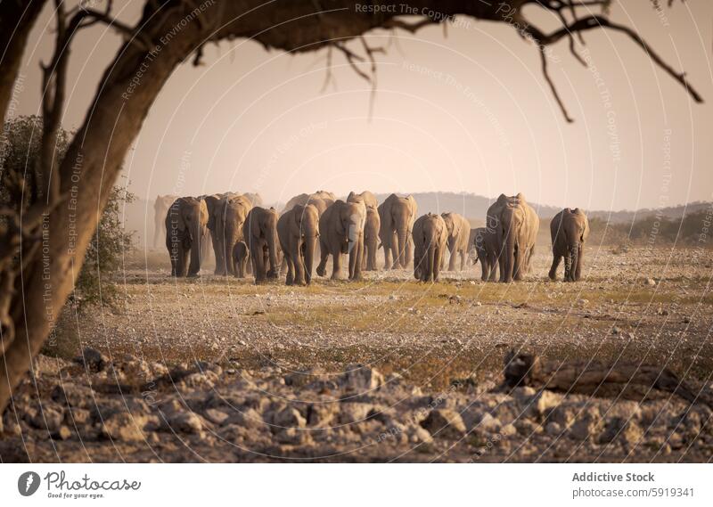 Herd of African elephants walking in Namibian landscape herd africa namibia wildlife nature mammal loxodonta africana arid serene travel ecology conservation