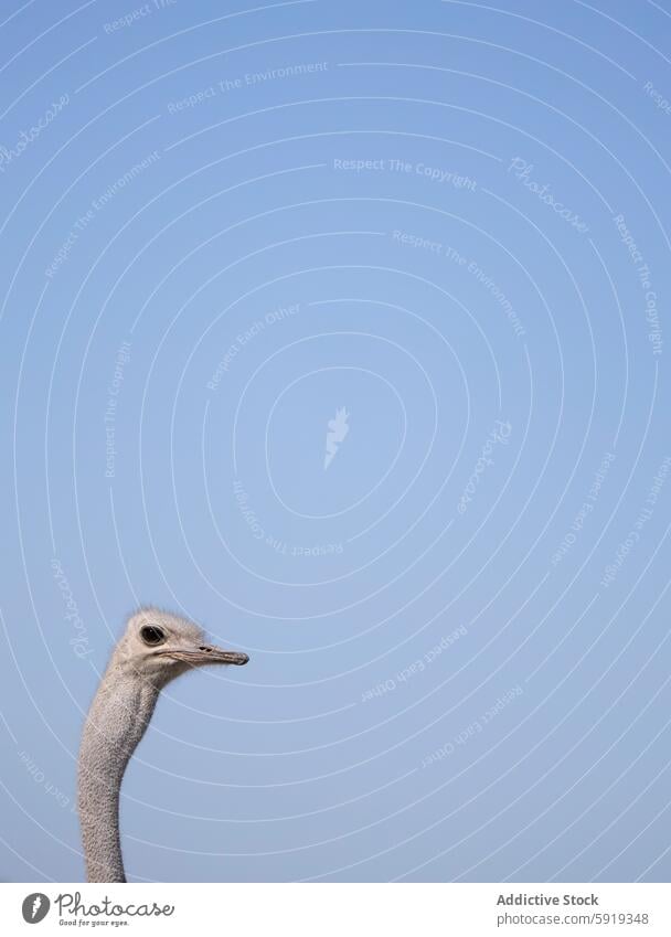 Ostrich head close-up against a clear blue background ostrich bird wildlife animal neck blue sky minimalistic nature outdoor namibia africa feather beak eye