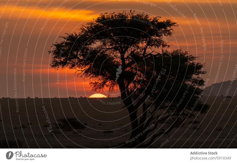 Silhouetted tree against sunset in Namibian desert namibia africa silhouette beauty landscape nature peace tranquil dusk evening orange sky warm horizon