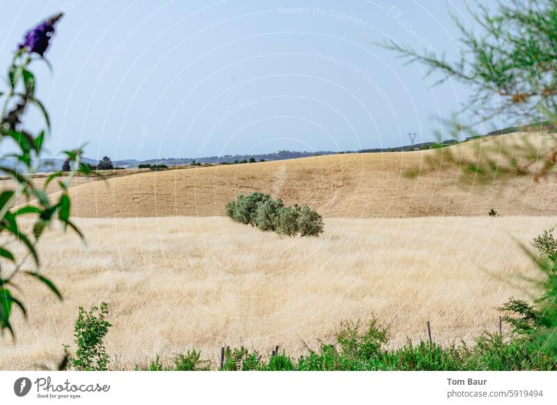 Trees in a field in a barren landscape trees Trees on the horizon Green Beige Landscape Nature Sky Clouds Exterior shot Deserted Horizon Summer