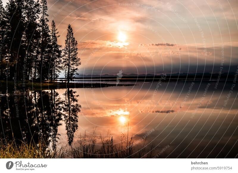 time to hope Wyoming silent Water Lake reflection Tree Yellowstone lake Yellowstone National Park Sunrise Sunlight Twilight Longing Wanderlust Colour photo