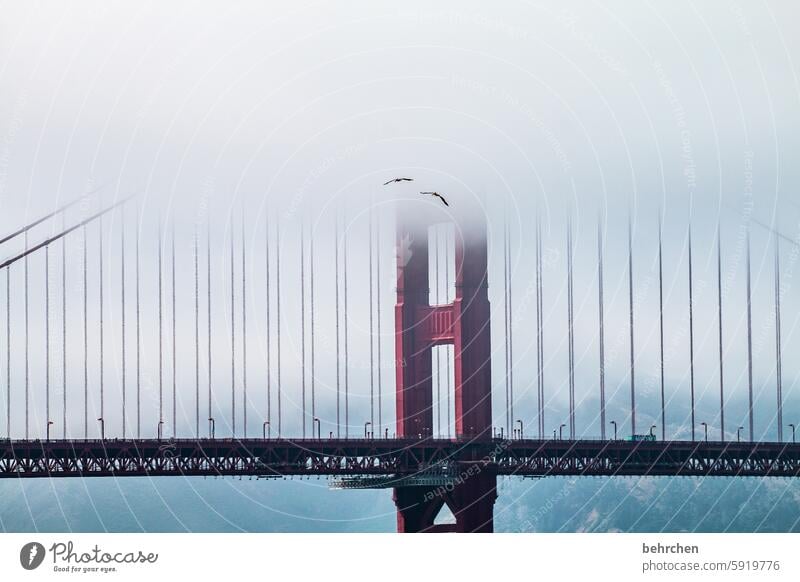 the american dream Americas Bird Far-off places Clouds Vacation & Travel Sky Pelican San Francisco USA Fantastic Exceptional Fog Golden Gate Bridge Landmark