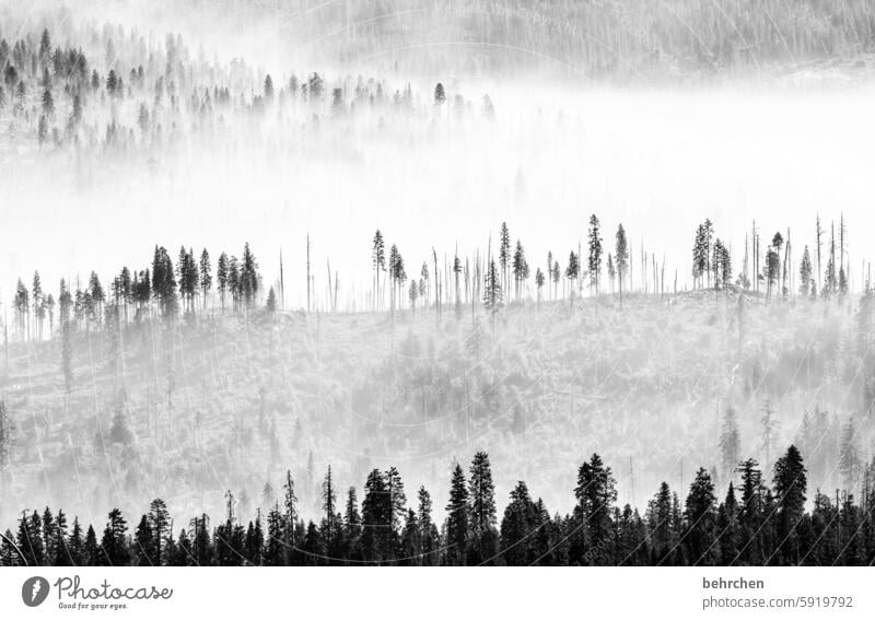 so much in between Landscape Mystic travel Enchanted forest Fabulous yosemite Yosemite National Park California Americas USA Mysterious pretty Forest Tree