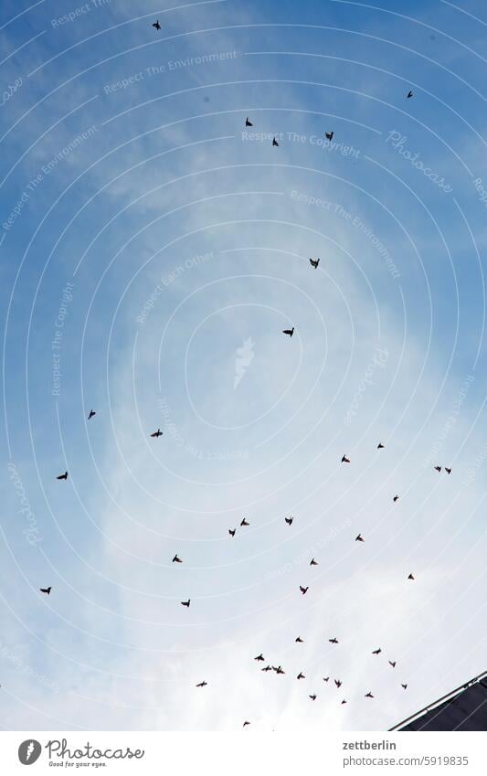 Flying pigeons from the frog's perspective Family Worm's-eye view Herd Sky Flock Summer city dove Pigeon much. quantity Bird Flock of birds cloud a lot