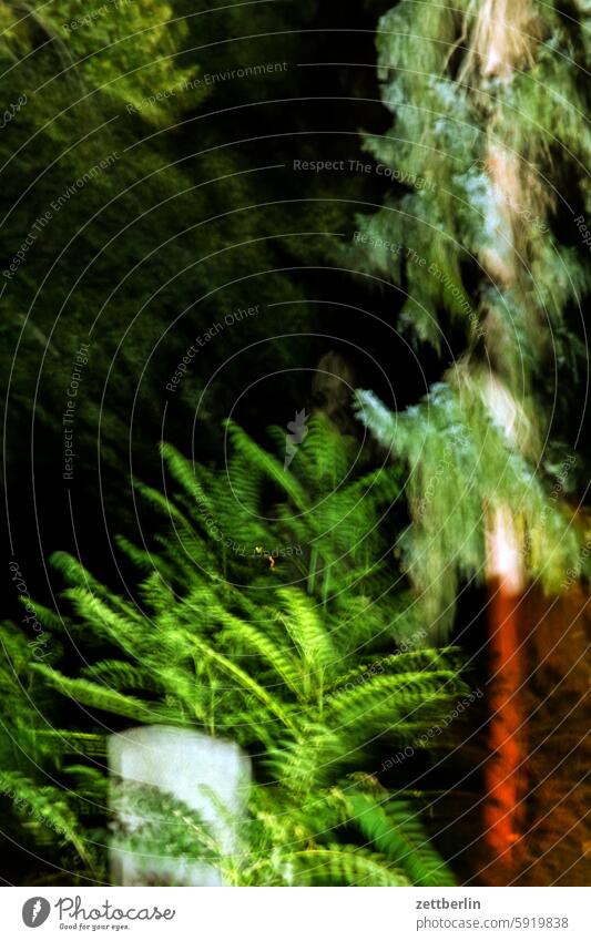 Blurred scene in a dark cemetery bush havoc jungles Muddled Cemetery shrubby mystery Park Plant Crime scene Hiding place Growth Forest overgrown Dark darkness