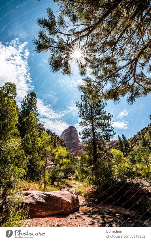 zion Forest USA trees Americas travel Mountain Sunlight Landscape Rock Vacation & Travel Nature Zion Nationalpark Utah Red Stone Impressive Wall of rock