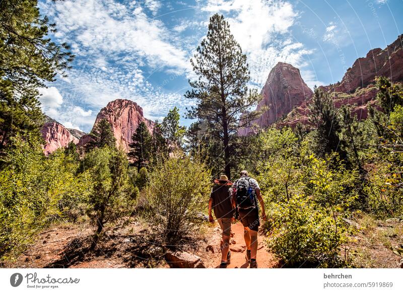 zion Forest USA trees Americas travel Mountain Sunlight Landscape Rock Vacation & Travel Nature Zion Nationalpark Utah Red Stone Impressive Wall of rock