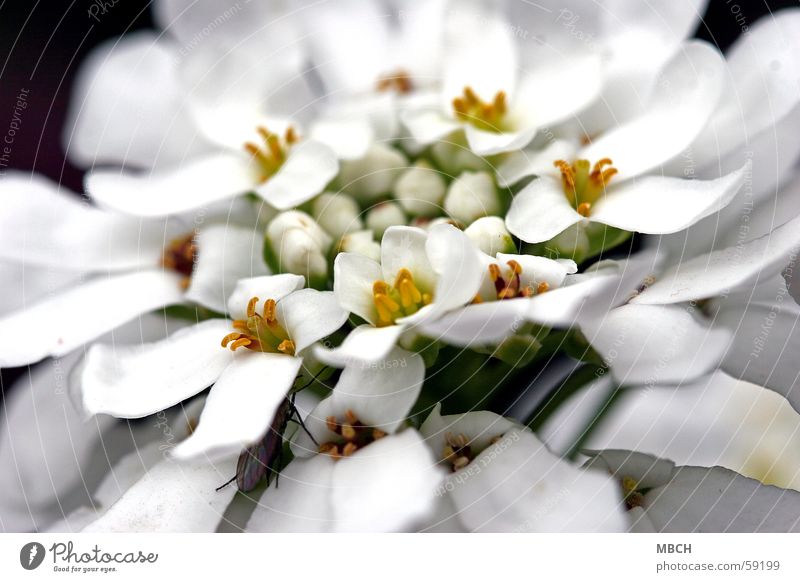 For the wedding :-) Flower White Yellow Blossom Closed Green Beetle Open Pistil