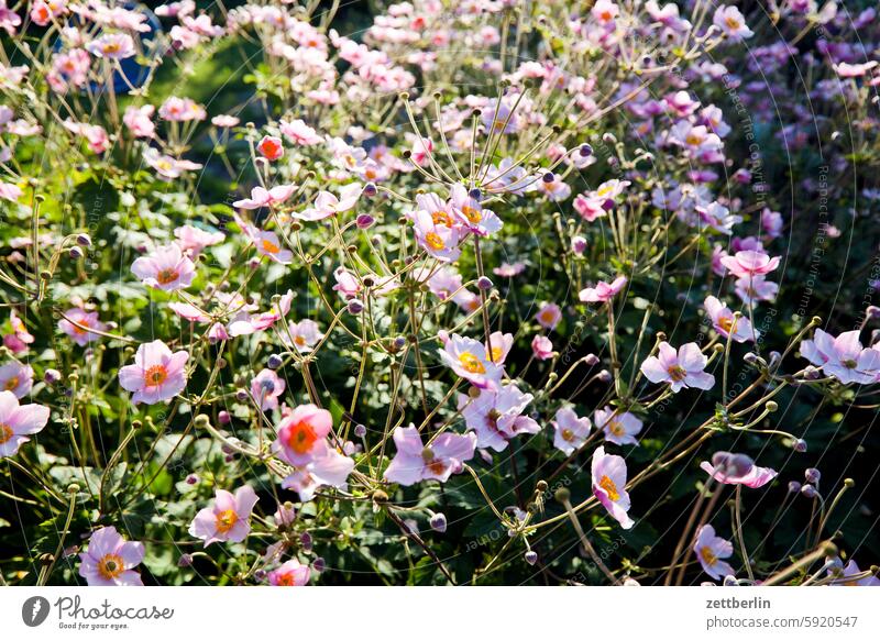 Autumn anemones (last picture) Branch Tree blossom Blossom Relaxation holidays Spring Garden Hedge Chinese Anemone Sky allotment Garden allotments bud Deserted