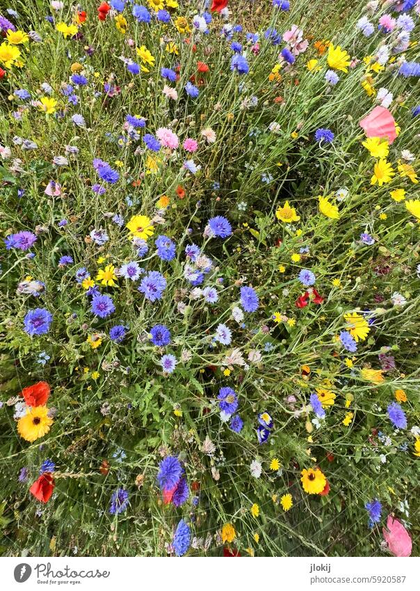 Bee pardies flowers blossoms cornflowers Poppy Pink Yellow Green Meadow Red Colour colored spot of colour Summer White Pollen Nectar purple Garden Blue