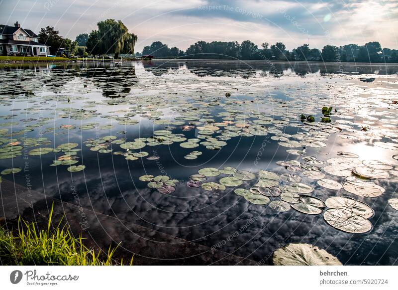 seascape Reflection reflection wide Far-off places Wanderlust especially Fantastic Nature Vacation & Travel Lake Landscape trees Clouds USA Americas Warsaw