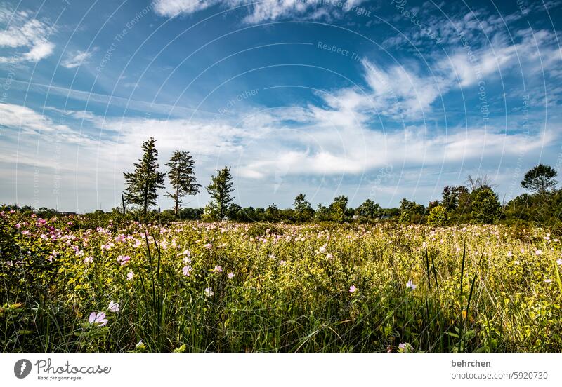 on the road in indiana Meadow Landscape Sky USA Americas Vacation & Travel flowers Summer