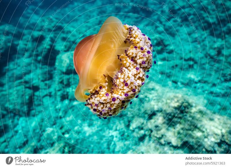 Jellyfish swimming in blue sea jellyfish water ocean animal habitat wildlife fauna yellow underwater view beautiful clear float light nature marine aquatic calm