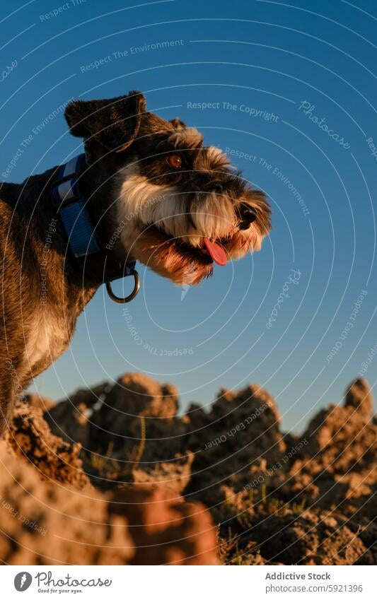 Miniature Schnauzer sticking out tongue while sitting on rocky landscape against clear blue sky during sunny day schnauzer miniature dog clear sky nature pet