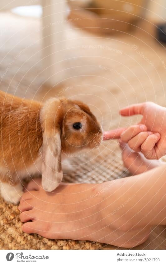 Person playing with rabbit at home person bunny fluff domestic animal pet cute adorable funny little mammal fuzz brown fur floor small care charming together