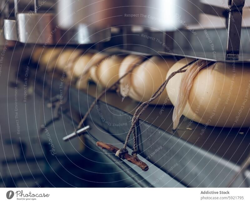 Fresh Mahon-Menorca cheeses hanging in a production facility mahon-menorca dairy rope mature traditional process food manufacture factory aging artisanal