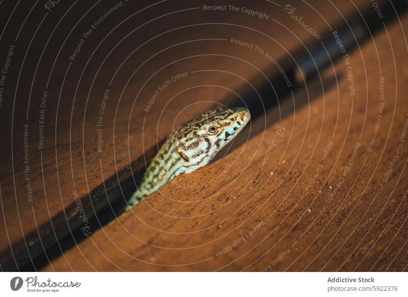 Endemic Ibizan Wall Lizard Peeking from Wooden Surface lizard sargantana endemic ibiza formentera wildlife reptile close-up wood texture nature peeking animal