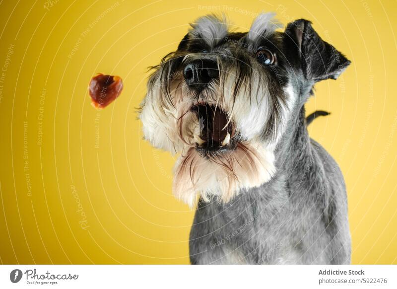 Excited Schnauzer catching treat on yellow background dog pet animal play anticipation excitement studio vibrant domestic mammal playful furry fun joy cute