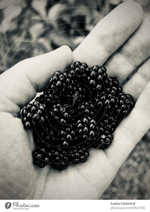 Handful of wild blackberries - monochrome Blackberries hand handful fresh picked fruit black and white Fresh Summer Harvest harvest season Food health Healthy