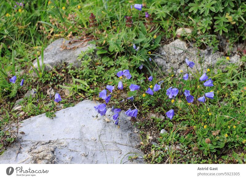 Hardy purple bellflowers in the mountains of Austria Wild plant Bluebell Alps Plant Flower blossom blossoms wax Summer height High mountain region hardy