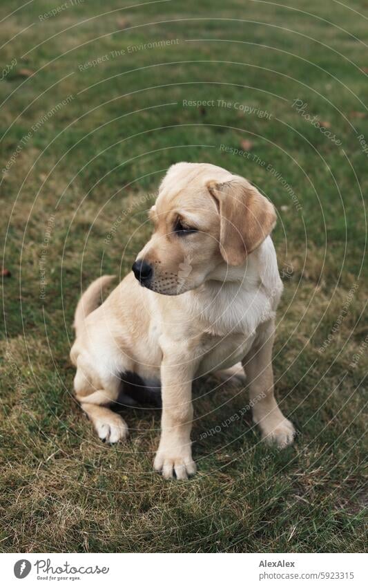 Small blond Labrador puppy sits on a lawn in the grass and looks into the distance a Royalty Free Stock Photo from Photocase