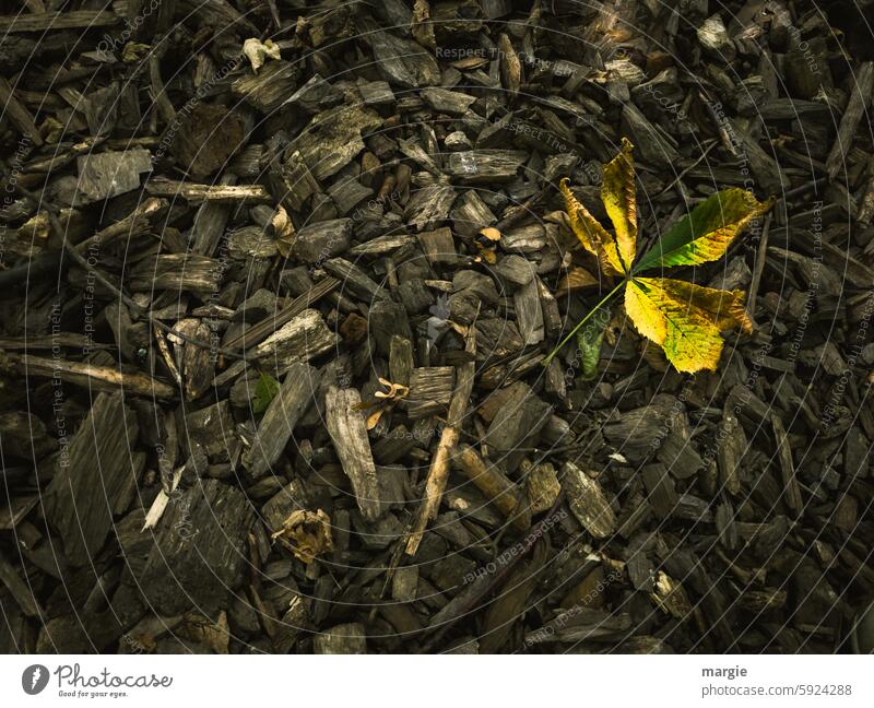 Autumn leaves on wood shavings Wood shavings Detail Leaf Chestnut leaf Nature Autumnal